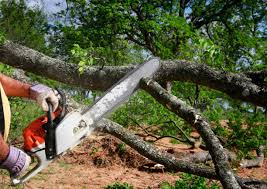 Best Firewood Processing and Delivery  in Grissom Af, IN