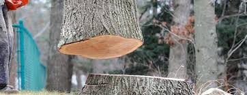 Best Emergency Tree Removal  in Grissom Af, IN