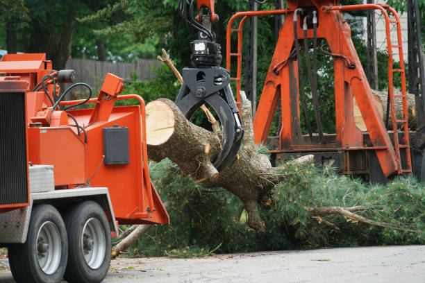 Best Stump Grinding and Removal  in Grissom Af, IN