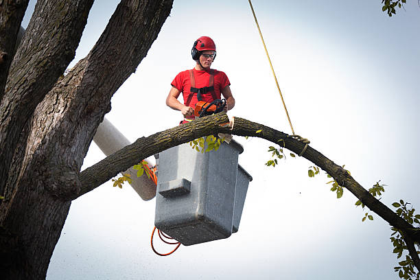 Best Fruit Tree Pruning  in Grissom Af, IN
