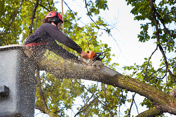 Best Lawn Watering Services  in Grissom Af, IN