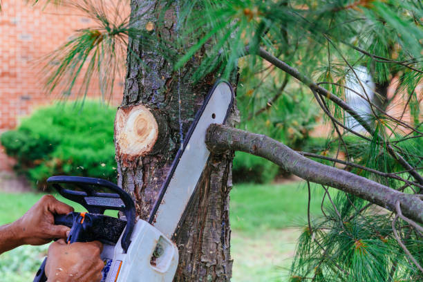 Best Hazardous Tree Removal  in Grissom Af, IN